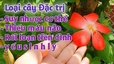 Bài thuốc Đặc trị Suy nhược cơ thể, ysl, thiếu máu não, rối loạn tiền đình, bổ máu. PHAN HẢI Vlog.