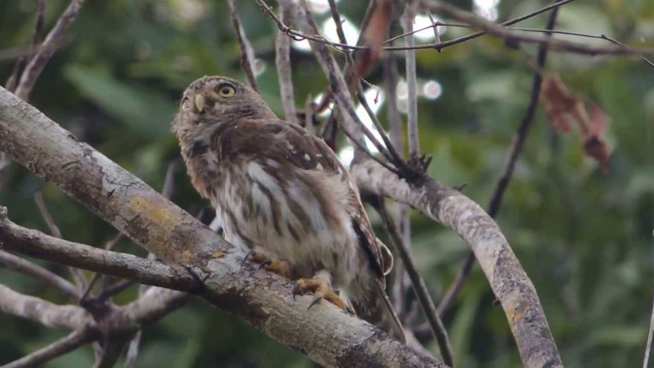 Ferruginous Pygmy Owl - Glaucidium brasilianum - Parque natural El
