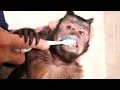 Funny Monkey Brushes His Teeth!