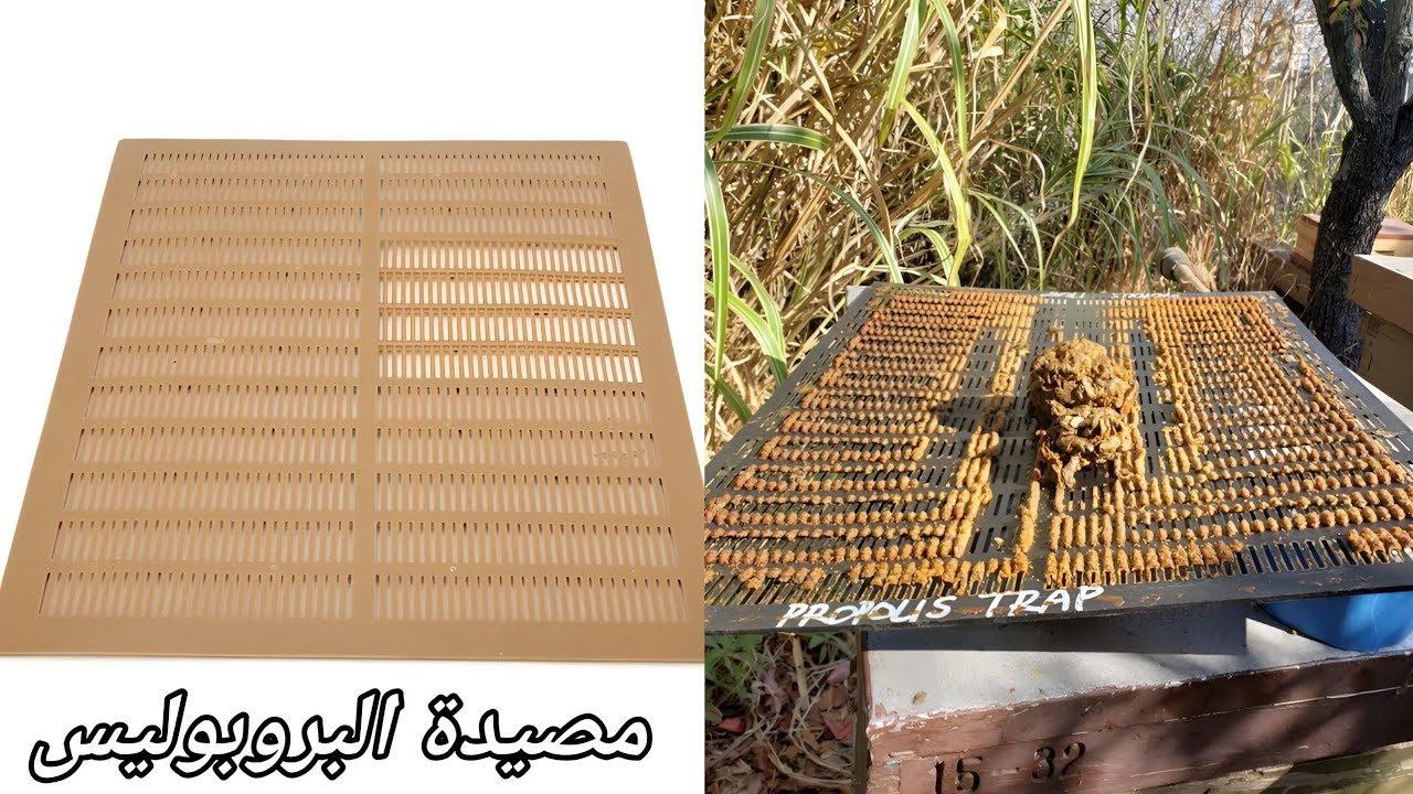 طريقة تركيب شبكة البروبوليس أو العكبر على خلية النحل | الجزء 1