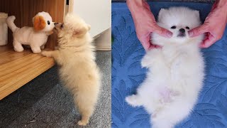 TOP 10 Cutest Small Pomeranian Puppies Moments | Funny Dogs Video | Min Puppy | MR PET #36 screenshot 3