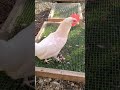 Chicken Grass Boxes Keep grass in your chicken runs