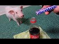 ミニブタが初めてメントスコーラを見たらこうなった笑【25日目】