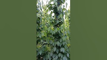 Giống Tiêu Vĩnh Linh – Cây Khỏe, Năng Suất Cao.#TiêuVĩnhLinh #GiốngTiêu #HồTiêu #TrồngTiêu