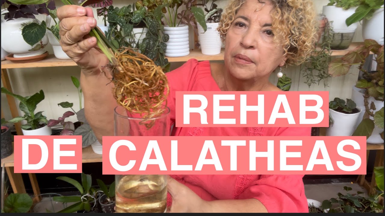 Rehabitacion de  Calathea Ornata y Calathea Whitestar