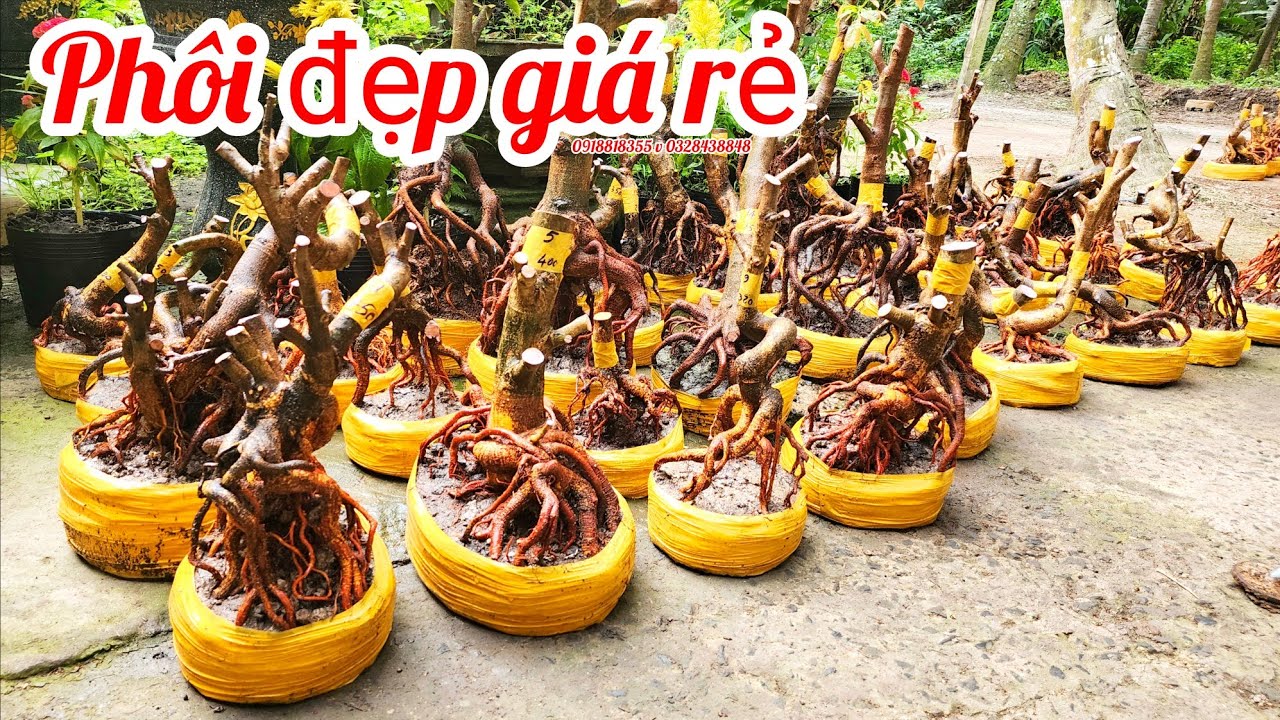 5/3 a Nên 0918818355 v 0328438848 phôi mai bonsai đế đẹp giá rẻ|MaivàngThanhTâm