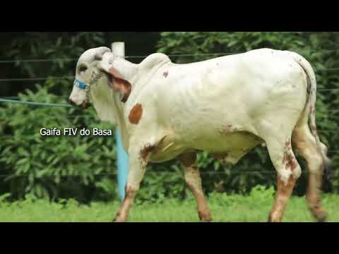 LOTE 40   MEIO SANGUE