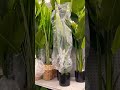 🌴Faux Tree Shopping🌴 Which Should I Pick? #homeshopping #homedecor #fauxtree #homedecorshopping
