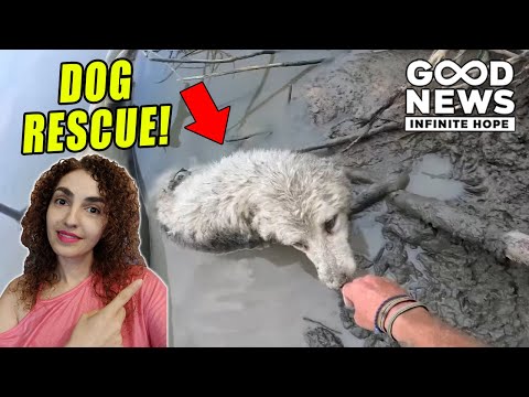 Kayaker Saves Dog Trapped In Mud During Cross-Canada Canoe Trip