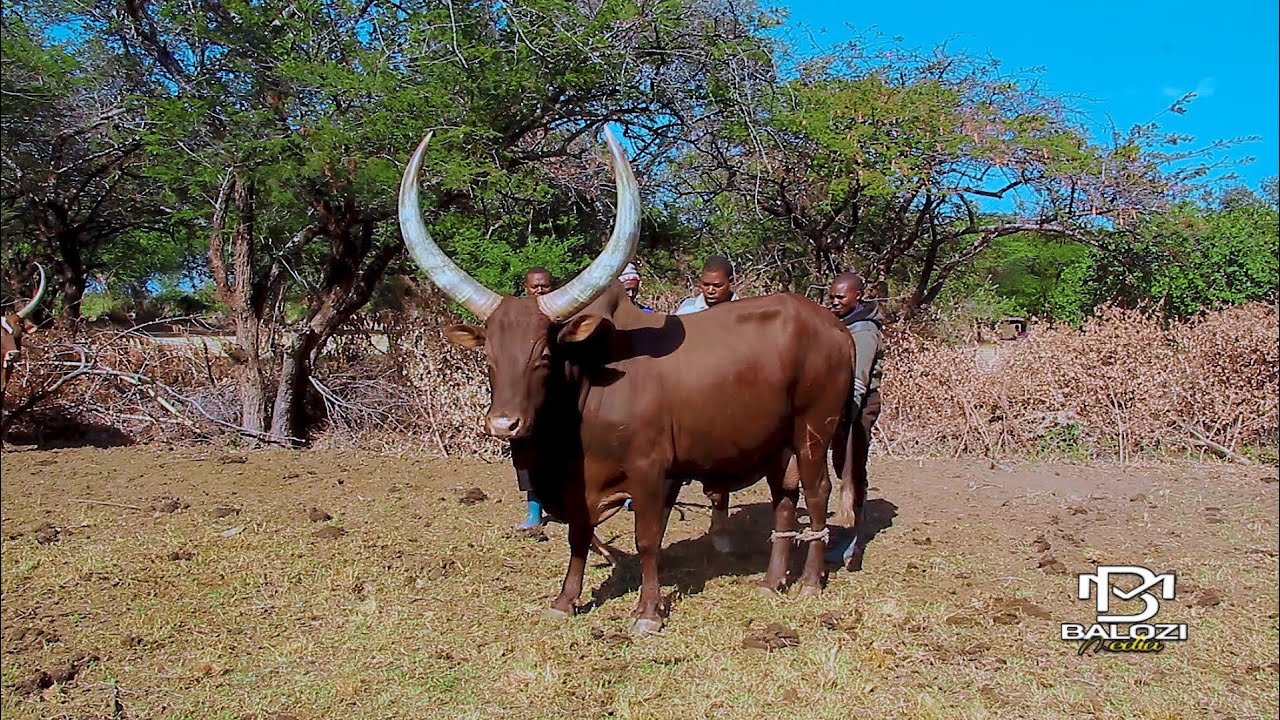 Maua Jilyamangondi    Ujumbe wa Joni Official Video