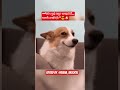 Don’t Take Me Lightly 😤🐶 #youtubeshorts #reels #funny #ytshorts #free #shorts #short #shortsfeed