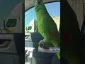 El loro grita: ¡Corre, corre, corre! #parrot #talkingparrot #aves