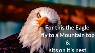 Eagle: Rebirth Lesson For A  New Life __ Motivatoont.
