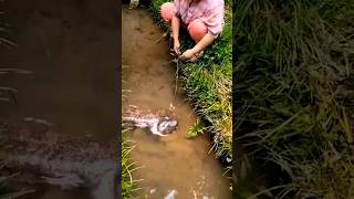 Salamandra Gigante Sai Do Buraco Para Comer Comida