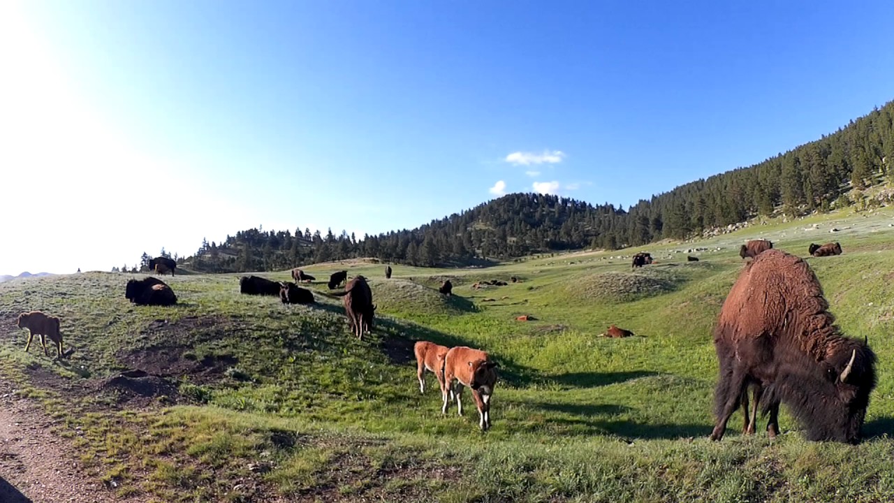 Buffalo Jeep Safari Custer State Park YouTube