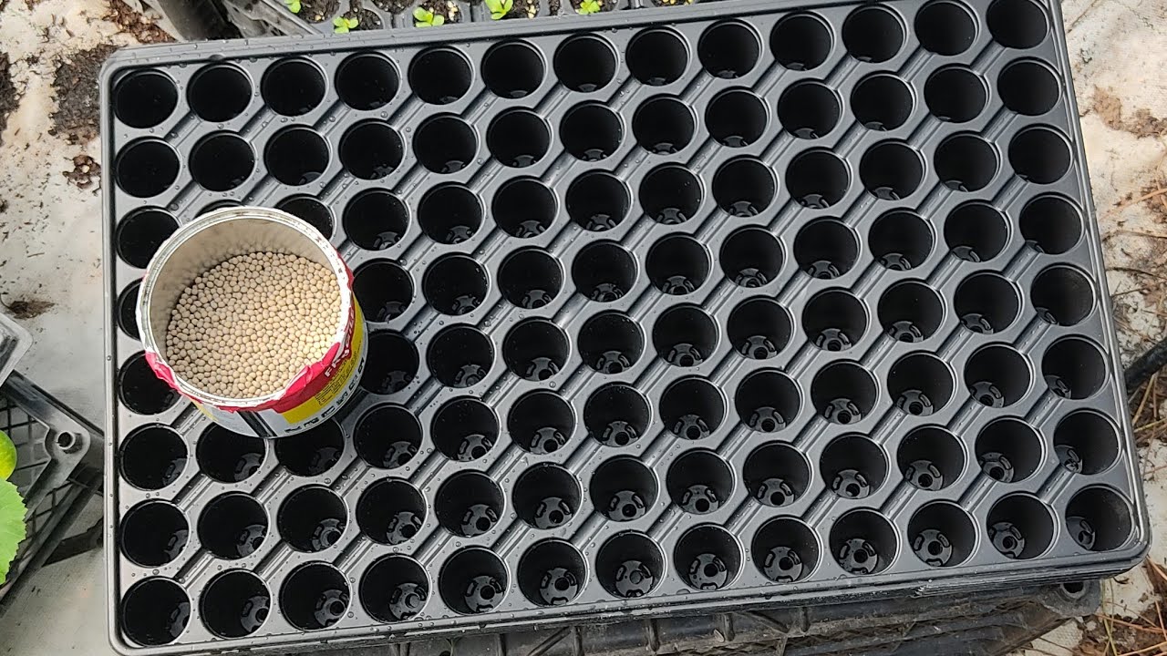 10 Bin Marul Tohumu Kaplı Tohum Ekimi