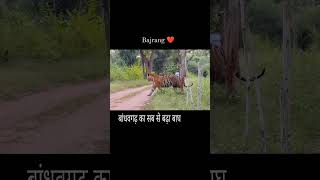 Bandhavgadh Ka Sabse Bada Bagh Bajrang