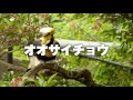 【伊豆シャボテン動物公園】オオサイチョウ の動画、YouTube動画。