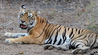 #Machli, World's Oldest Tigress Dies At The Age Of 19