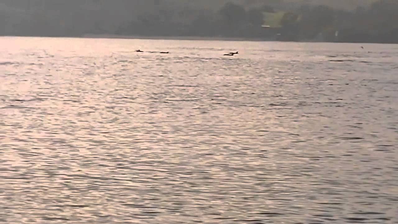 Dolphins (test video)
