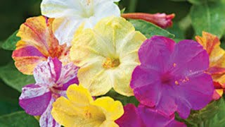 How to grow and care Mirabilis in hindi/Urdu||Mirabilis Jalapa||Gulabbas||Colorado 4'o clock|