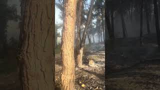 Φωτιά στη Λητή Θεσσαλονίκης - Μόνο η ενότητα μας σώζει