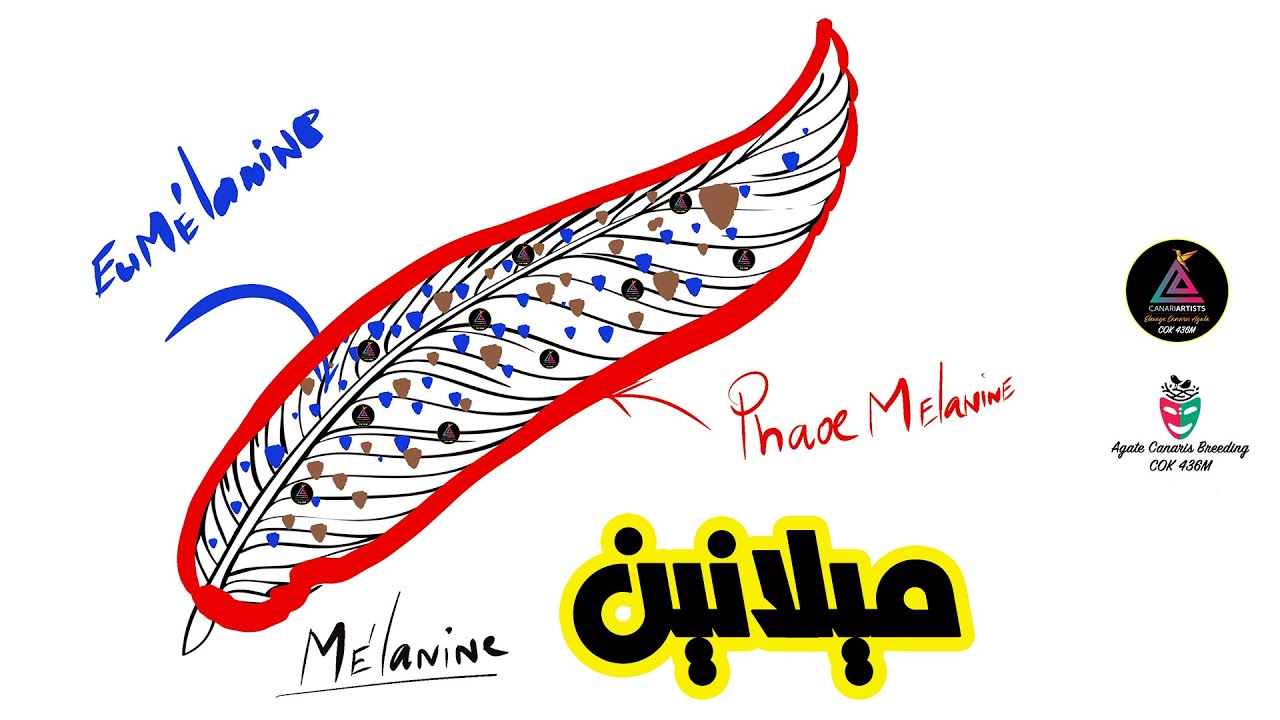 تعريف الميلانين / الفايوميلانين / الأميلانين تربية كناري اللون / الجزء ...