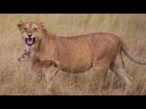 لبوه تنقذ صغير الغزال من فك الفهد HD جوده عاليه