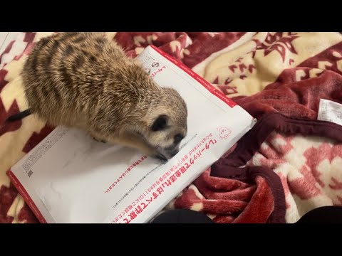 緊急でお礼を言わせてください！届きました！！！！