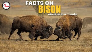 Nature's Snowplows and Winter Survivors | Bison in 1 Minute | AnimalSnapz by Animal Snapz 504 views 6 months ago 1 minute, 42 seconds