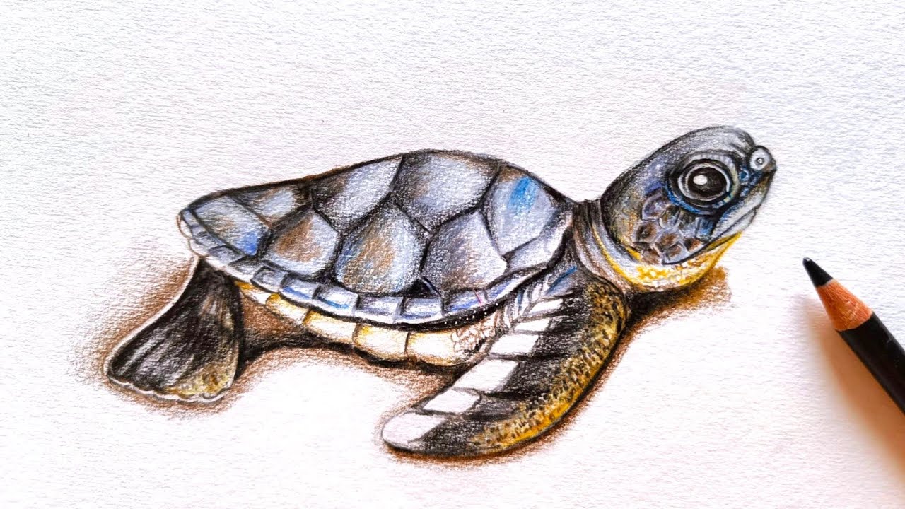 How to draw a TURTLE, Cute Little Turtle Drawing, Pencil Sketch