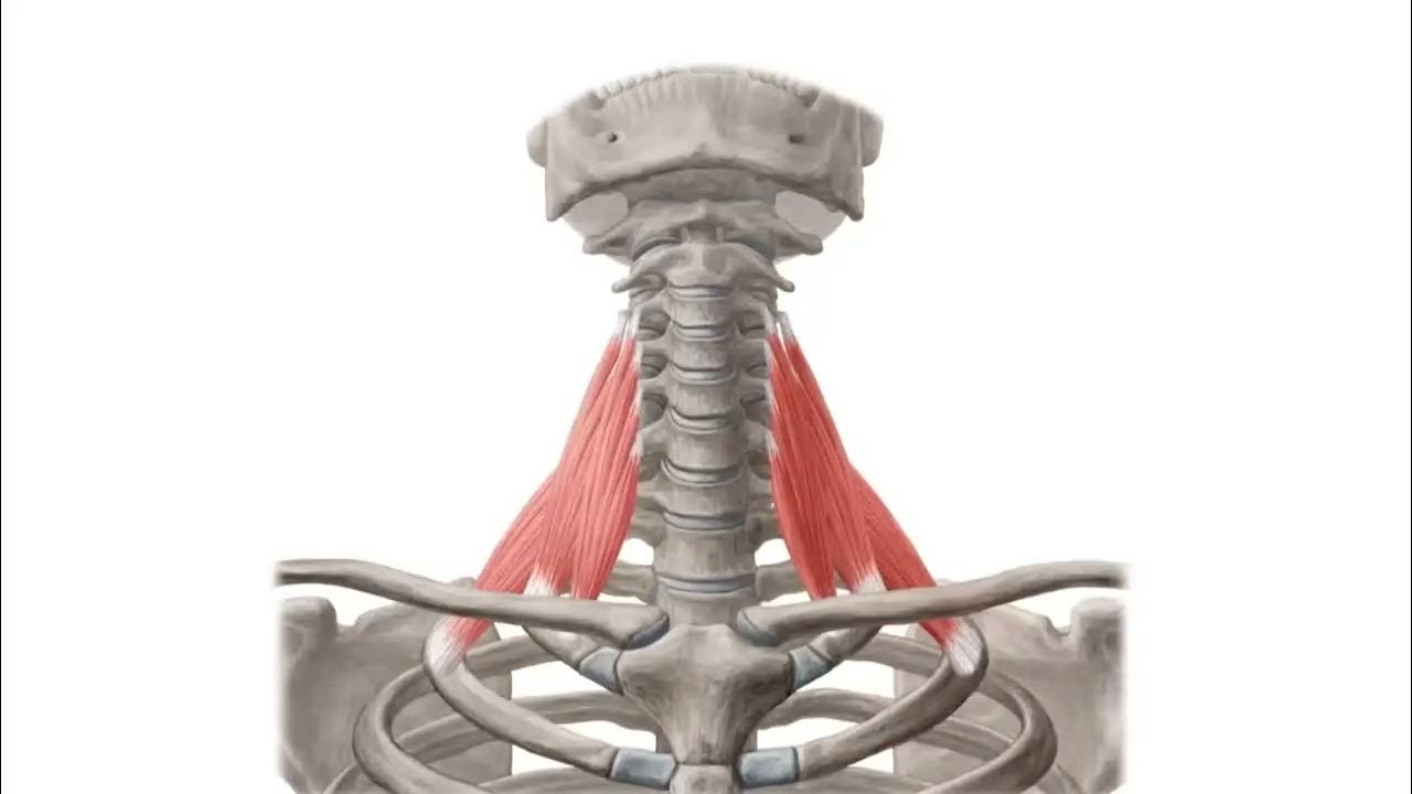 Лестничные мышцы анатомия. Скаленус Антериор. Лестничные мышцы шеи анатомия. Передняя средняя и задняя лестничные мышцы.
