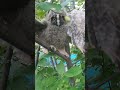 #сова#якутия #нерюнгри #дача