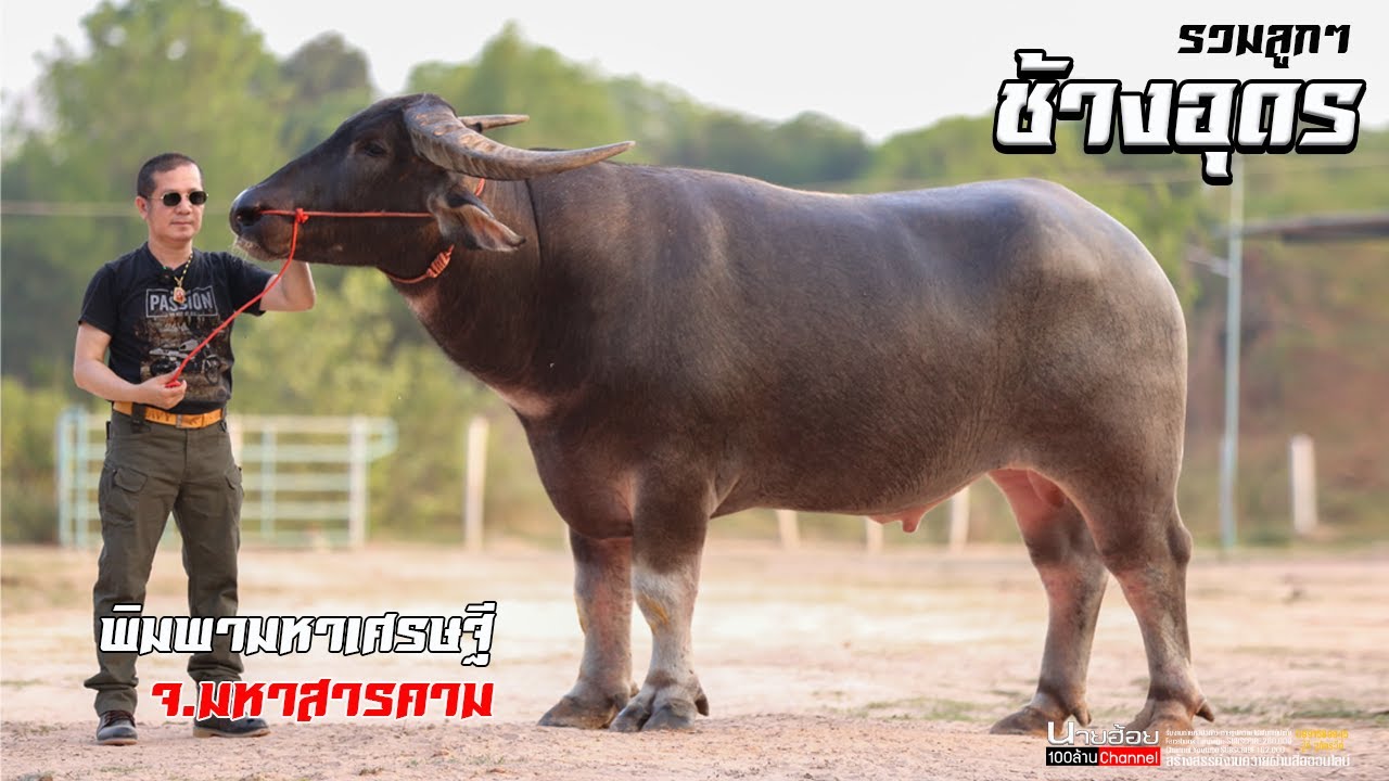 ชมลูกๆช้างอุดร สูง ใหญ่ ยาว  ควายงามเงินล้าน จ.มาหสารคาม พิมพามหาเศรษฐีฟาร์ม 095-664-8536 เฮียแมน