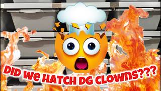 2024 - Clutch #11 - Egg Cutting - Breeding Ball Pythons Profile