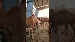 MashaAllah #eiduladha #bakraeid #eid #camel #cowvideos #qurbani #shorts #beautiful #fyp #viralshorts