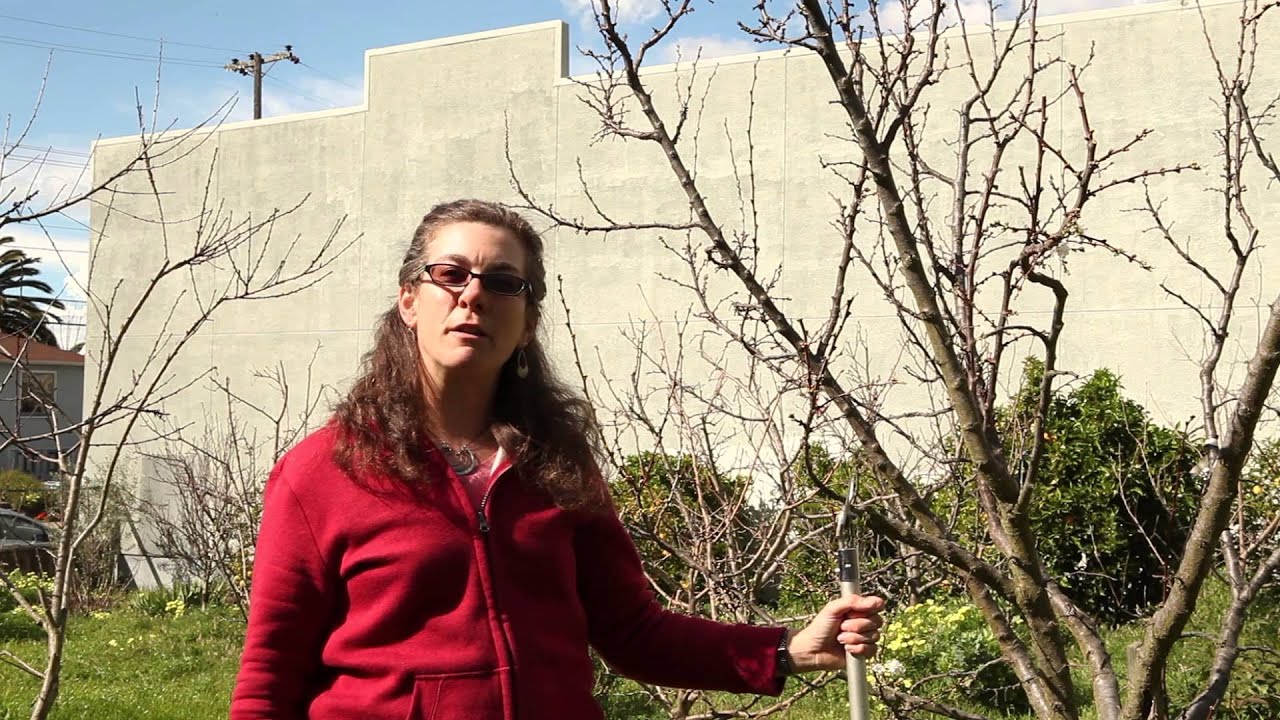 Lindsey   Aesthetic Pruner