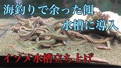 ひぐらしなまず Youtube