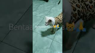 Assalamualaikum mami boleh aku masuk 😿#cat #shorts #pets #cute #kucinglucu #funny #memes #faktaunik