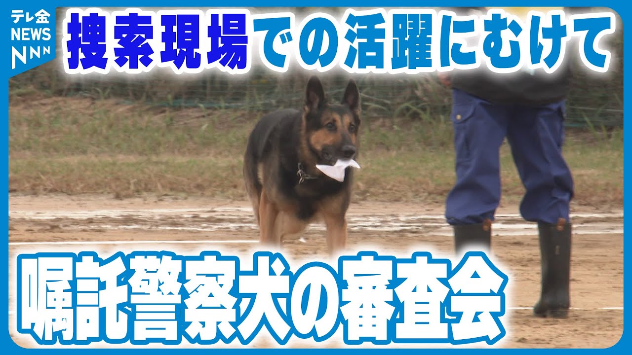 警察犬】嘱託犬の審査会 捜索現場での活躍にむけて - YouTube