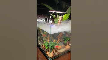 Làm hồ thuỷ sinh mini nuôi cá #traicabetta #bettasales #bettashop