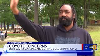 Chesterfield residents concerned after coyotes sighted on properties appear less fearful of people Coyote Problems In Virginia