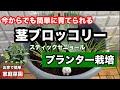 茎ブロッコリーのプランター栽培【家庭菜園】(日本の野菜スティックセニョール)初心者でもベランダで育てられます！
