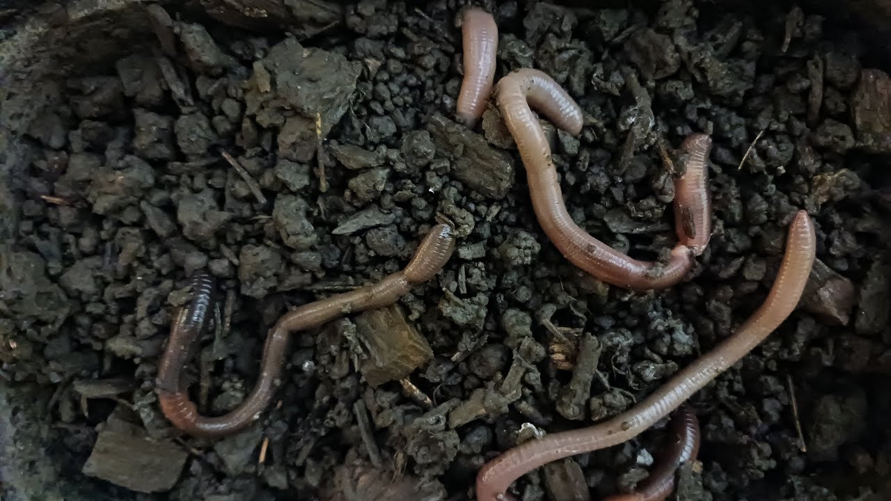 The Cheap & Easy Way To Keep Nightcrawlers / Worms - How To Store Them  Indefinitely (Video 129) 