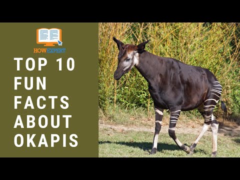 HowExpert Top 10 Fun Facts About Okapis - HowExpert