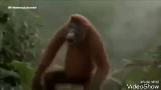 Download lagu Tarian kiri kanan Monkey Tarian kiri kanan Monkey