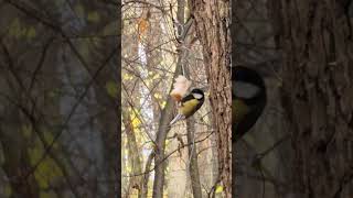 Синички клюют сало. #birds #природныепейзажи