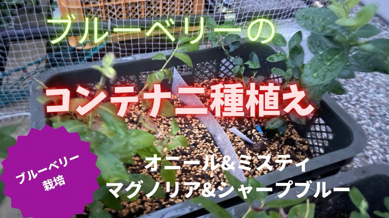 ブルーベリー栽培】サザンハイブッシュ系のブルーベリーコンテナ二種