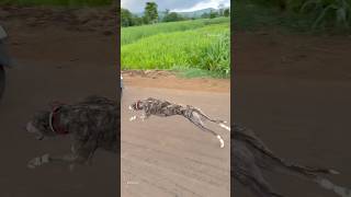 Kolhapur dog race 🚀😱 || kolhapur dog racing / dog race maharashtra || #shorts #arfyads