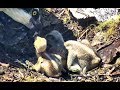 Bonk, bonk, bonk, dinner! Hog Island Ospreys. 14.41 / 14 June 2019